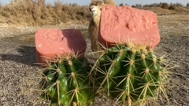 Canned meat with seasonal veggies, a delightful afternoon tea