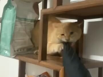 [Tambahan] Hakimi Kepala Bundar