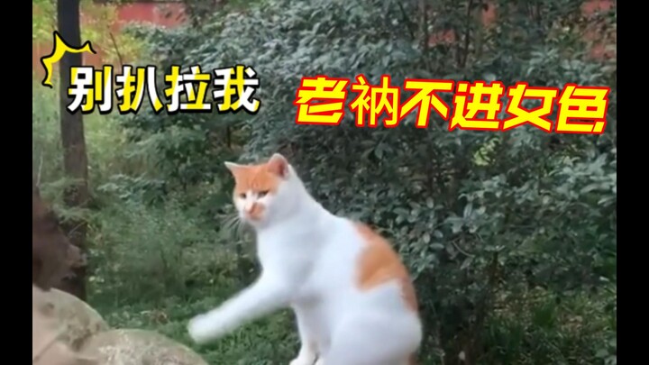 يمكن للصبيان مداعبة القطط الصغيرة، لكن الفتيات لا يُسمح لهن بذلك!!!