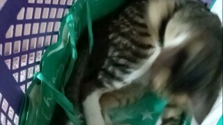 cute cat playing its Toy.. funny moments...