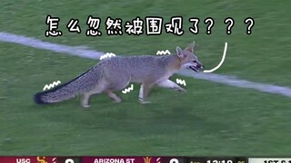 The adorable little guest who stormed onto the field—the fox cub that captured everyone's attention