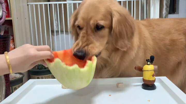 Pet | Golden Retriever's Amazing Mukbang