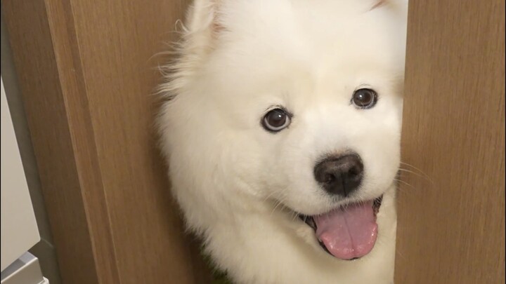 If you’re heading to work, would you turn on the air conditioner for your dog at home?