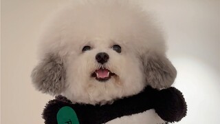 第一次养小熊猫，请问有什么需要注意的吗？