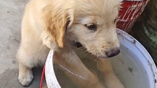 الطقس حار جدًا، لذا يحب الجرو الترفيه في الماء.