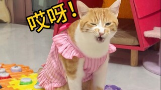 แมวฉลาดขนาดไหน?