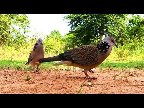 【เจ้าสิงขร135】#wild dove#Bẩy Chim Cu Gáy#burk terkukur pikat