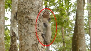 WOw! Janet Monkey Very Strong Useful Both Hands To Up The Tree, Poor Baby Janet So Much Better