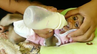 OMG!! Orphan baby monkey Maku Crying Refuse Mom not want to drink milk with a bottle