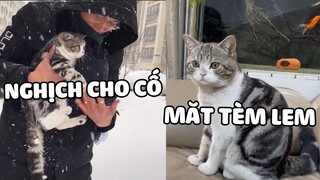 Tuy MÈO CON có chút khiếm khuyết nhưng gặp được con có lẽ do DUYÊN PHẬN 😂 | Pets TV