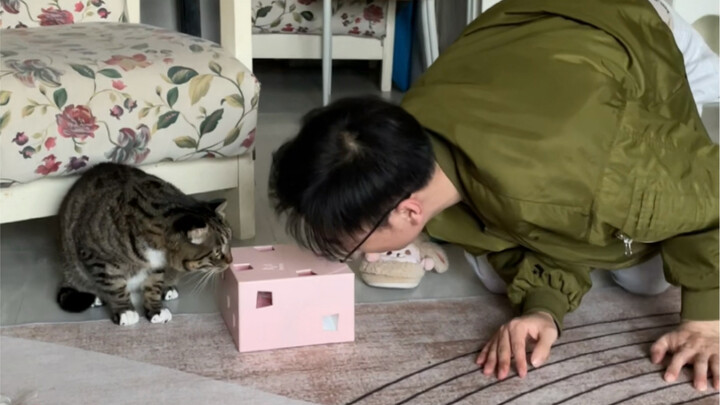 What happens when dogs and cats are together?