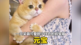Ai có thể cưỡng lại được một chú mèo mẹ nhút nhát và hay lo lắng về mặt xã hội?