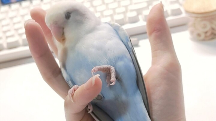 เคล็ดลับการฝึกมังกร: วิธีปลอบใจมังกรพิโรธให้สงบใน 1 วินาที 🐦: 😪🤬🥱😴