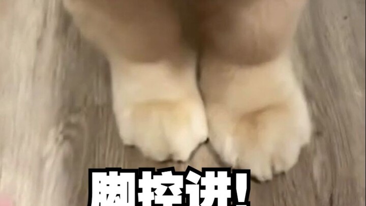 今天是十分香的小金毛jiojio