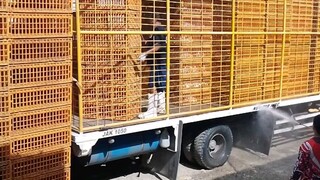 harvesting 1.6 kl broiler chicken..