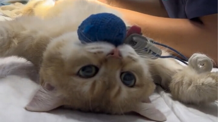 Mèo: Diễn giỏi quá, tí nữa tôi tin luôn rồi!