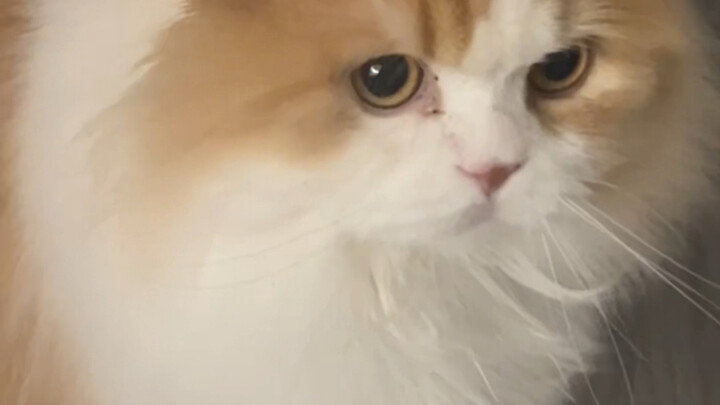 Khoe một chút về Hakimi do tôi sinh ra nha