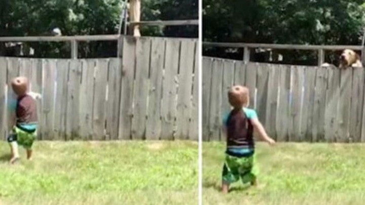 เพื่อนอยู่แค่บ้านข้างๆ! หนูน้อยวัย 2 ขวบเล่นโยนรับลูกบอลกับหมาเพื่อนบ้าน หัวเราะจนปากฉีก!