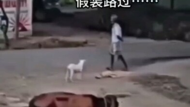 A Tam: Đánh lén Chó: A~