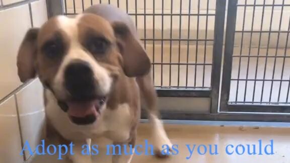 One Adoption Can Change a Dog’s Life Forever ❤️🐾