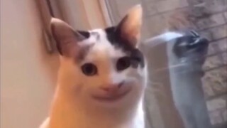 Apakah saya dapat membantu Anda menghentikan kecanduan terhadap kucing tergantung pada waktu ini!