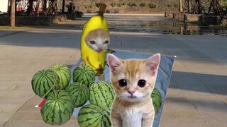قطة الموز تنام بشدة أثناء بيع البطيخ في السوق!