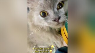 Xù đòi gì mà nhìn sen dữ ta 🥰😆 viral cats  catsoftiktok yeuthuong meo mèo yeudongvat meoyeu funny dangyeu mèoyanghồ meocute hoiyeumeo