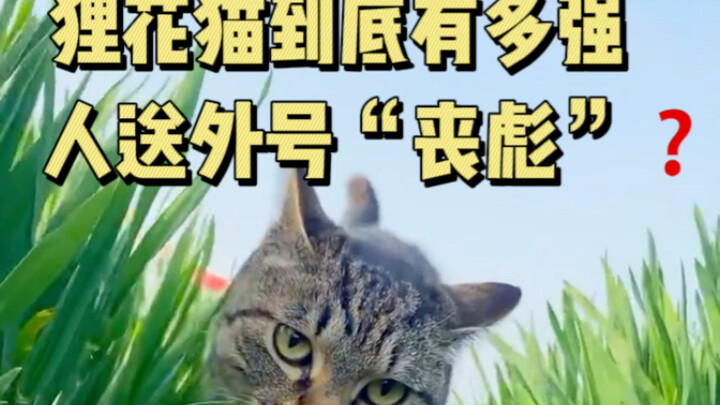 How strong is the calico cat, really? Why do people call it “Sang Biao”?