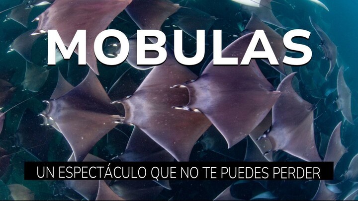 Hundreds of Mobulas Jumping Out of the Ocean | Mexico’s Mysterious Ray Gathering