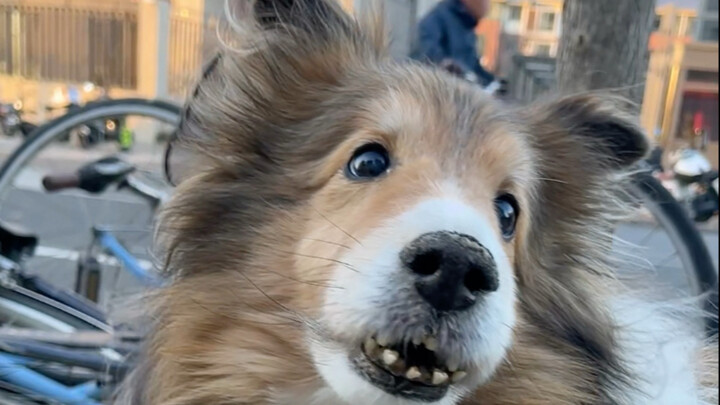 I stumbled upon two incredibly adorable and long-lived Siberian Huskies. Their owner was so kind as 