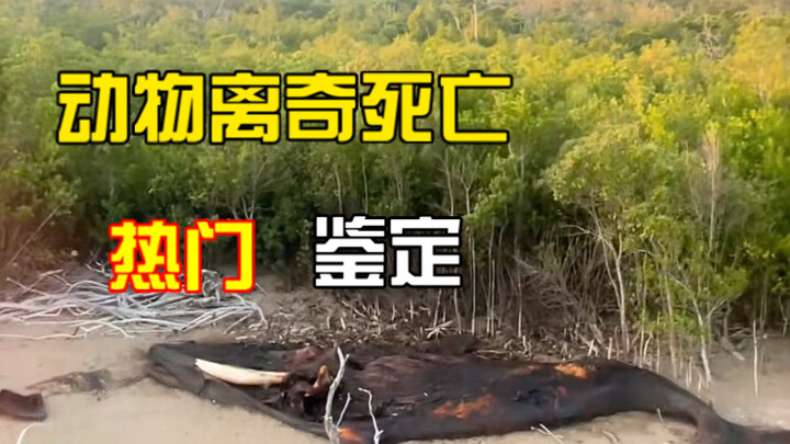 Animal Strangely Died Identification 59