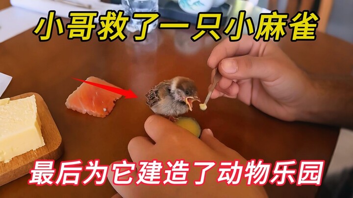 A young man rescued a little sparrow sheltering from the rain, and in the end, he even built an anim