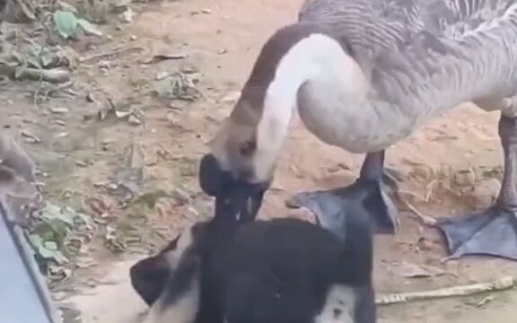 Xiu Gou: Help me!!!!!!