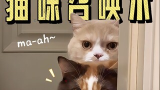 Have humans cracked the language of cats? One trick to summon your kitty!