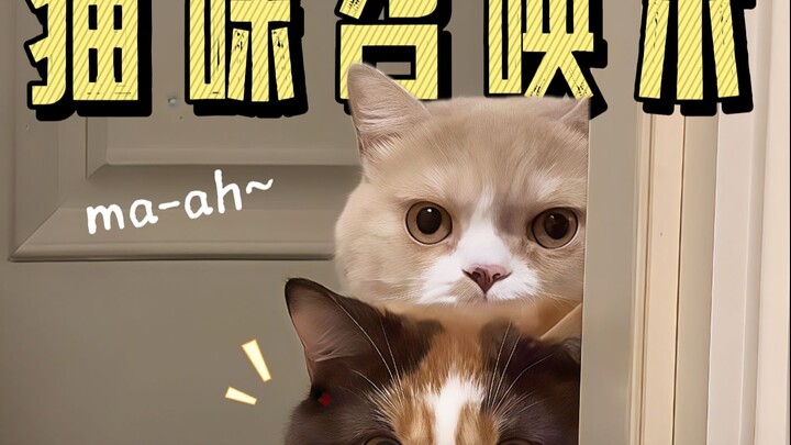 Con người đã giải mã được ngôn ngữ của mèo chăng❓Một chiêu gọi ngay chú mèo nhỏ nhà bạn~