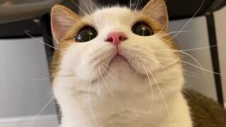 【Cats Video Mashup】WSJN Chocome - Hmph!
