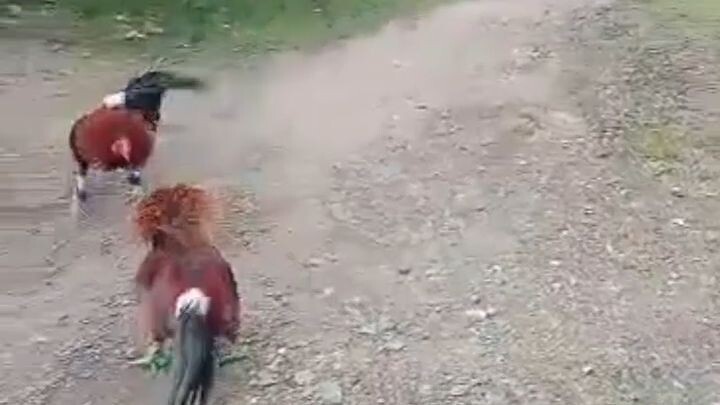 blueface hatch VS cardinal kelso