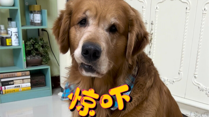 الكلب ارتعب من فطيرة صاحبه الكبيرة!