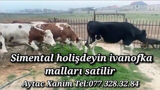 SİMENTQL HOLİŞDEYİN İVANOFKA MALLARI SATİLİR