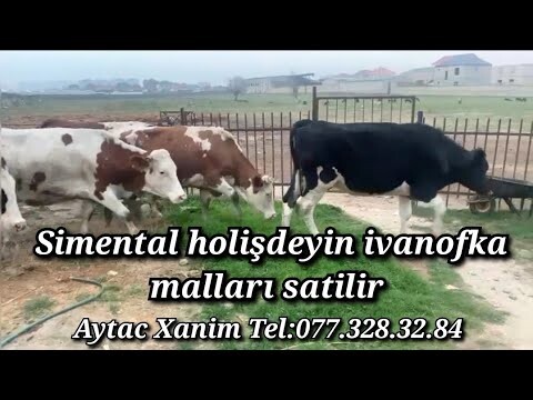 SİMENTQL HOLİŞDEYİN İVANOFKA MALLARI SATİLİR