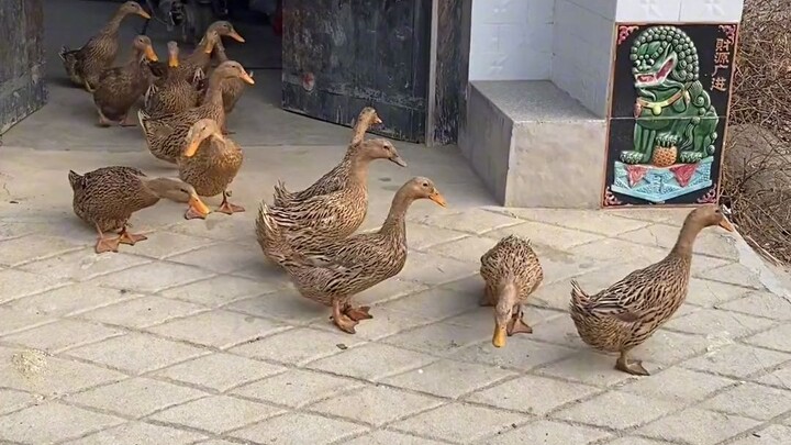 ถ่ายทีเดียวจบ ไปดูกันว่าแต่ละบ้านเค้าพาเป็ดน้อยมาเดินเล่นยามเช้ากันยังไง…