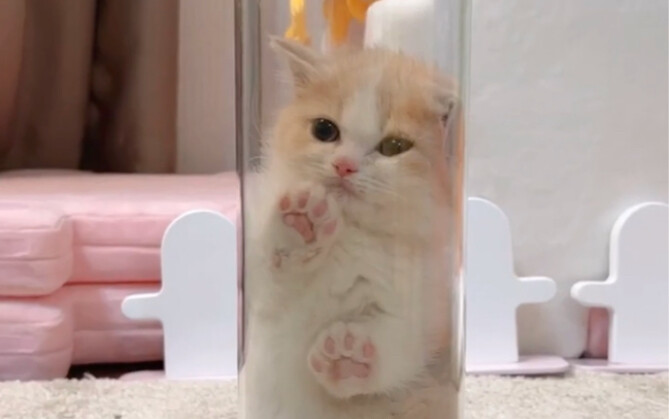 «نكد كالجرذان»