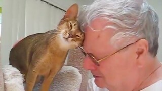 Adorable Cat Does The Cutest Thing When They Show Their Love - Cat Show Love To Owner