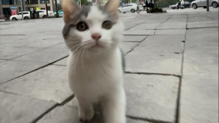 Boxer knocks King Poppy to his knees begging for mercy with two powerful punches!