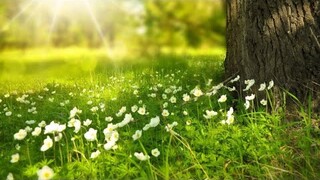 Le Printemps- The Spring- Mùa Xuân đang về ngắm hoa thư giãn mùa dịch| Cathy Gerardo Cuộc Sống Pháp