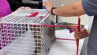 ช่วงเวลาที่น้องแมวในร้านสัตว์เลี้ยงสูญเสียการควบคุม