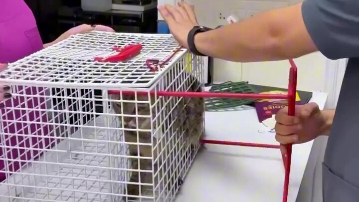 Momen haru kucing di toko hewan peliharaan