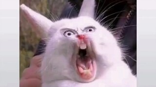 10. القطط أيضًا مجنونة! مجموعات ميمز لطيفة ومسلية تُقدم لكم بكثرة!