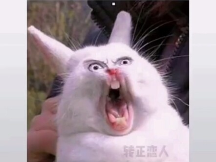 10. Mèo cũng phát cuồng~ Bộ sưu tập biểu cảm dễ thương cực kỳ!