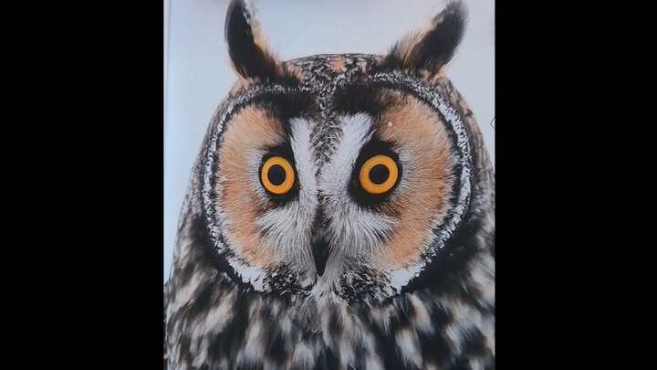 Owl special issue of Museum Magazine, this year's collection and next year's subscription